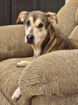 Hound and Mixed Breed Dogs Available for Adoption - GEMMA | PetCurious