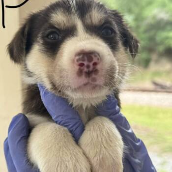 Husky and Mixed Breed Dogs Available for Adoption in Lucedale, Mississippi - FEMALE PUP 3 | PetCurious