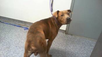 ADONIS -  Mixed Breed Dog for Adoption in Charlotte, North Carolina - ADONIS | PetCurious