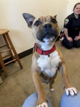 Vegas -  American Bully Dog for Adoption in Cleveland, Ohio - Vegas | PetCurious