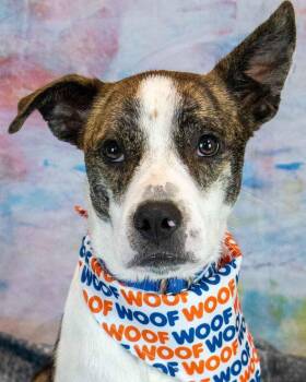 Jerry -  Hound and Boxer Dog for Adoption in Kennesaw, Georgia - Jerry | PetCurious