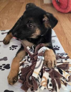 German Shepherd Dog Dogs Available for Adoption - Jeffy | PetCurious
