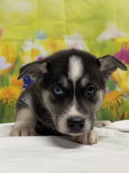 Shepherd and Mixed Breed Dogs Available for Adoption in San Antonio, Texas - Symphony | PetCurious