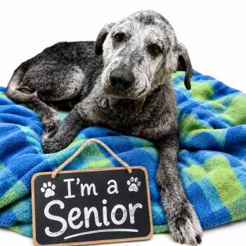 Stella(Adoption Fee Sponsered) -  Mixed Breed Dog for Adoption in Columbiana, Alabama - Stella(Adoption Fee Sponsered) | PetCurious