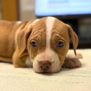 Peach Cobbler -  Mixed Breed Dog for Adoption in Wilmington, Delaware - Peach Cobbler | PetCurious