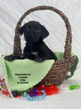 Labrador Retriever and Catahoula Leopard Dog Dogs Available for Adoption - Water The Lab Mix Puppy | PetCurious