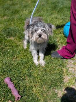 Miniature Schnauzer and Australian Shepherd Dogs Available for Adoption in Chambersburg, Pennsylvania - Daisy | PetCurious