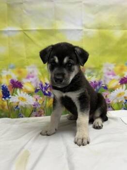 Shepherd and Mixed Breed Dogs Available for Adoption in San Antonio, Texas - Rhythm | PetCurious