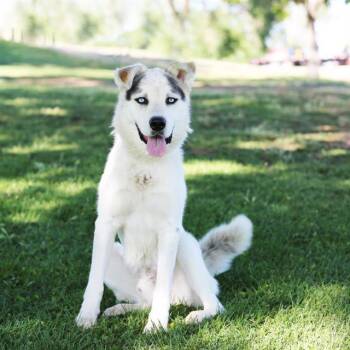 ROBIN -  Husky and Mixed Breed Dog for Adoption in Albuquerque, New Mexico - ROBIN | PetCurious