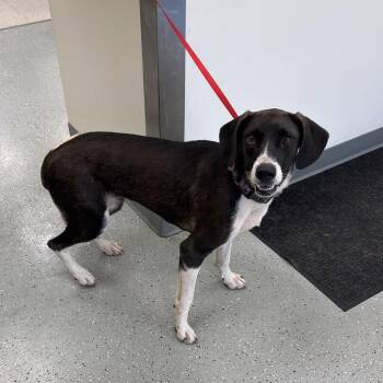 Maverick -  Hound Dog for Adoption in Galax, Virginia - Maverick | PetCurious