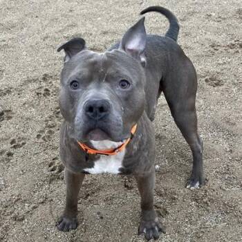 Mixed Breed Dogs Available for Adoption - Hades | PetCurious