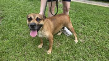 LUCY -SPONSORED ADOPTION FEE -  Black Mouth Cur Dog for Adoption in Fosters, Alabama - LUCY -SPONSORED ADOPTION FEE | PetCurious