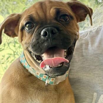 Fabian -  English Bulldog and Boxer Dog for Adoption in Houston, Texas - Fabian | PetCurious