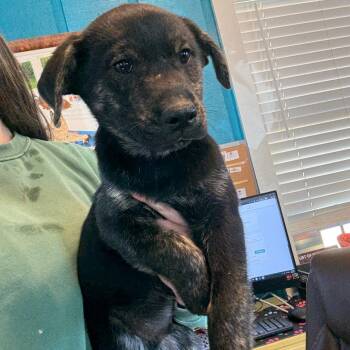 Busch Light 040903A -  Husky and German Shepherd Dog Dog Available for Adoption in Amory, Mississippi - Busch Light 040903A | PetCurious