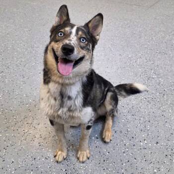 Maverick -  Australian Cattle Dog Blue Heeler and Husky Dog for Adoption in Yankton, South Dakota - Maverick | PetCurious