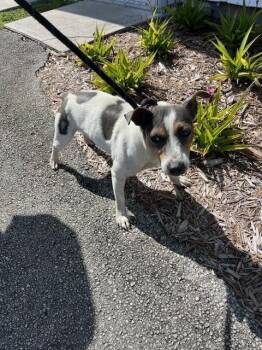 CALVARY -  Parson Russell Terrier Dog for Adoption in Doral, Florida - CALVARY | PetCurious