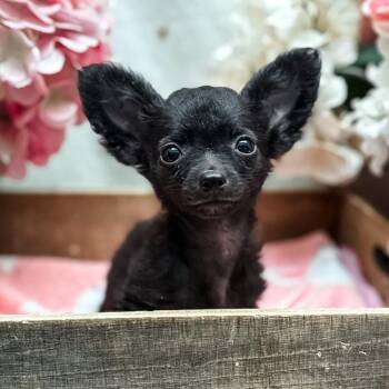 Mary -  Chihuahua Dog for Adoption in Newberg, Oregon - Mary | PetCurious