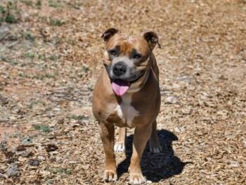 ALLEGRA -  Mixed Breed Dog for Adoption in Santa Fe, New Mexico - ALLEGRA | PetCurious
