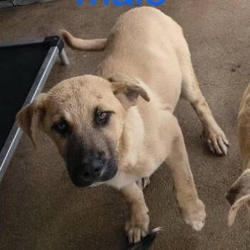 Shepherd and Labrador Retriever Dogs Available for Adoption - Luca | PetCurious