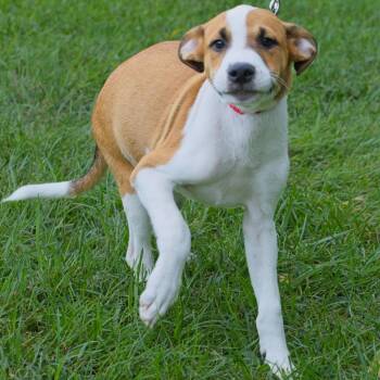 Jericho -  Mixed Breed Dog for Adoption in South Elgin, Illinois - Jericho | PetCurious