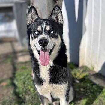 Siberian Husky Dogs Available for Adoption - Balto | PetCurious