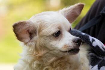 Mixed Breed Dogs Available for Adoption in West Chester, Pennsylvania - Plumeria | PetCurious