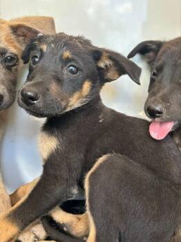 Abigail -  German Shepherd Dog Dog for Adoption in Mobile, Alabama - Abigail | PetCurious