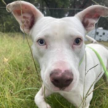 Rescue Mixed Breed Dogs for Adoption in Bentonville, Arkansas - Romeo | PetCurious