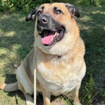 Gretta -  German Shepherd Dog Dog for Adoption in Hackensack, Minnesota - Gretta | PetCurious