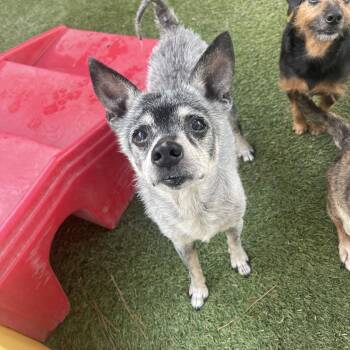 Mickey -  Australian Cattle Dog Blue Heeler Dog for Adoption in Baton Rouge, Louisiana - Mickey | PetCurious