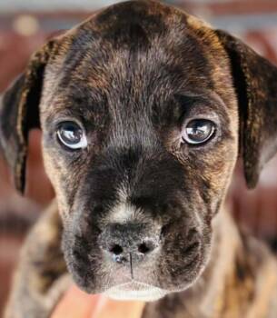 Honey -  Husky and Boxer Dog for Adoption in Parma, Ohio - Honey | PetCurious