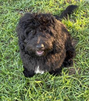 Grover -  Aussiedoodle Dog for Adoption in Alafaya, Florida - Grover | PetCurious