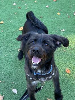 Rescue Miniature Poodle and Terrier Dogs for Adoption in Upper Township, New Jersey - Oreo | PetCurious