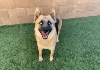 German Shepherd Dog and Siberian Husky Dogs Available for Adoption - URGENT! SAVE ME PLEASE! Kalina #A548975 | PetCurious