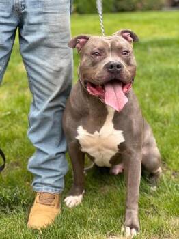 American Bully and Pit Bull Terrier Dogs Available for Adoption in Stamford, Connecticut - Sherman | PetCurious