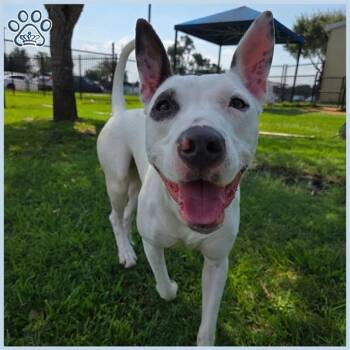 Rescue Staffordshire Bull Terrier Dogs for Adoption in Sugar Land, Texas - INKY | PetCurious