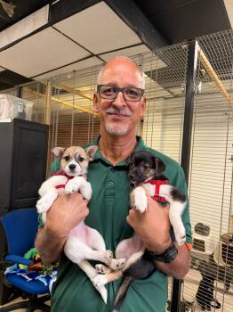Rescue Chihuahua Dogs for Adoption in Margate, Florida - PEROLA | PetCurious