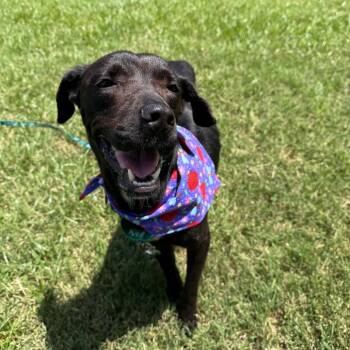 Nyxie -  Black Labrador Retriever Dog for Adoption in San Antonio, Texas - Nyxie | PetCurious
