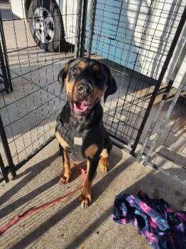 Rescue Rottweiler Dogs for Adoption in Page, Arizona - Piper | PetCurious
