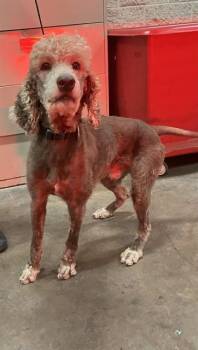 Poodle Dogs Available for Adoption in Dallas, Texas - WINDLE | PetCurious