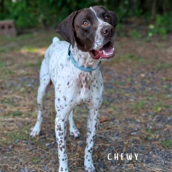 German Shorthaired Pointer Dogs Available for Adoption in Tyrone, Georgia - Chewy 05-2331 | PetCurious