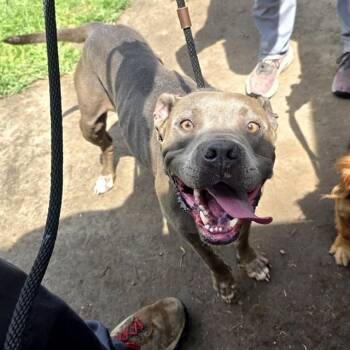 POLLY -  Pit Bull Terrier Dog for Adoption in Long Beach, California - POLLY | PetCurious