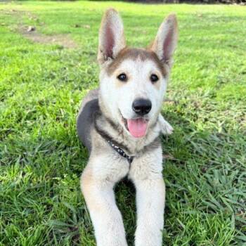 Husky and Mixed Breed Dogs Available for Adoption - SPIRIT* | PetCurious