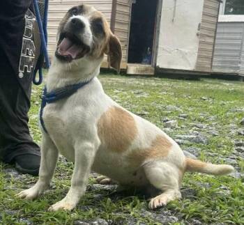 Terrier Dogs Available for Adoption in Wetumpka, Alabama - 260560  Hooch | PetCurious
