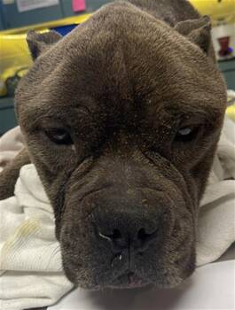 Mixed Breed Dogs Available for Adoption - CASINO | PetCurious