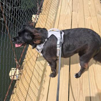 Missy Courtesy Listed -  Spaniel and Black Labrador Retriever Dog for Adoption in Midland, Michigan - Missy Courtesy Listed | PetCurious