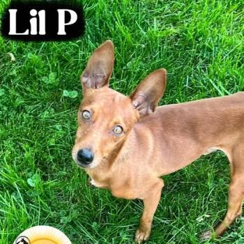 Rescue Miniature Pinscher Dogs for Adoption in Washington, Pennsylvania - Peanut (Lil P) | PetCurious