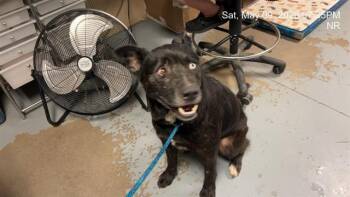 Siberian Husky and Mixed Breed Dogs Available for Adoption in Ocala, Florida - OSO | PetCurious