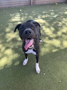 Labrador Retriever Dogs Available for Adoption - Banksy | PetCurious