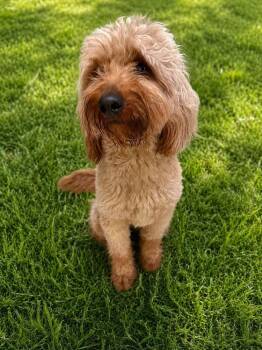 Cockapoo Dogs Available for Adoption in Deltona, Florida - Teddy | PetCurious